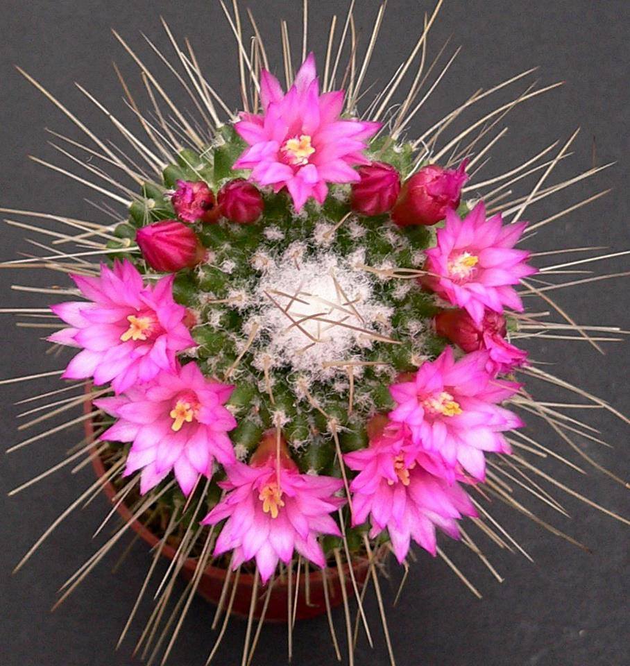 cay-trong-hoa-giai-phong-thuy-ban-cong