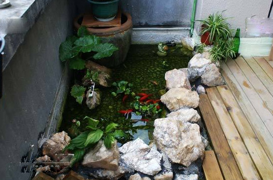 ho-ca-koi-tren-ban-cong