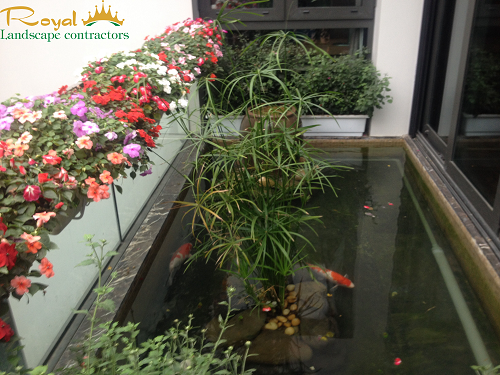 ho-ca-koi-tren-ban-cong