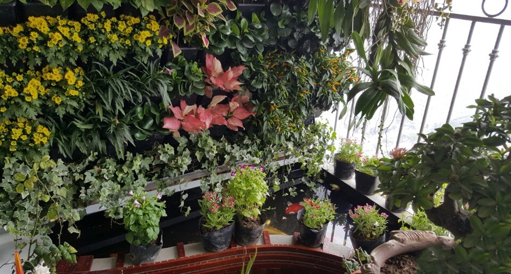 ho-ca-koi-tren-ban-cong