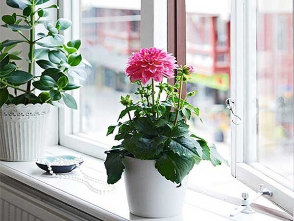 trong-hoa-gi-o-ban-cong