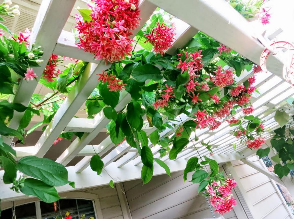 y-tuong-thiet-ke-san-thuong