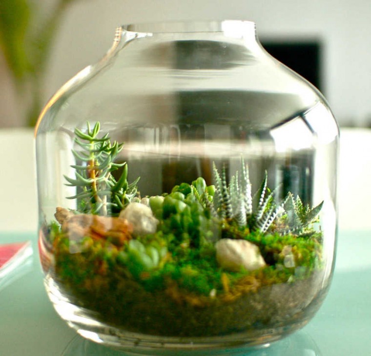 tieu-canh-trong-chau-thuy-tinh