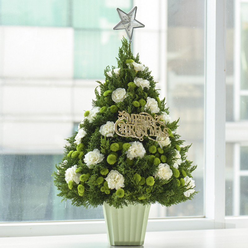 cay-thong-noel-doc-dao