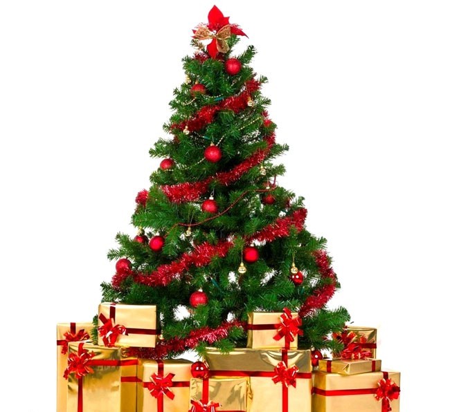 cay-thong-noel-doc-dao