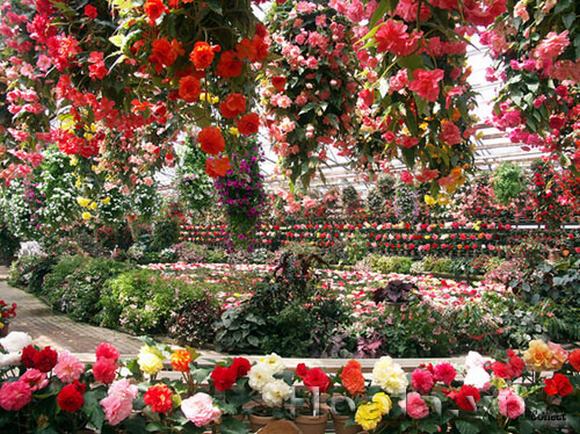 Không chỉ làm sạch không khí mà còn làm đẹp không gian bằng những bông hoa rực rỡ của mình