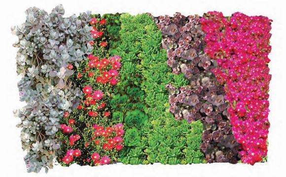 Vườn thẳng đứng kiểu đa sắc màu mẫu 2