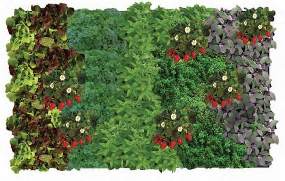 Vườn thẳng đứng gia vị