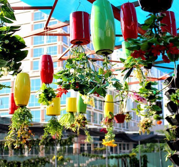 Vườn treo ngược độc đáo, đẹp mắt