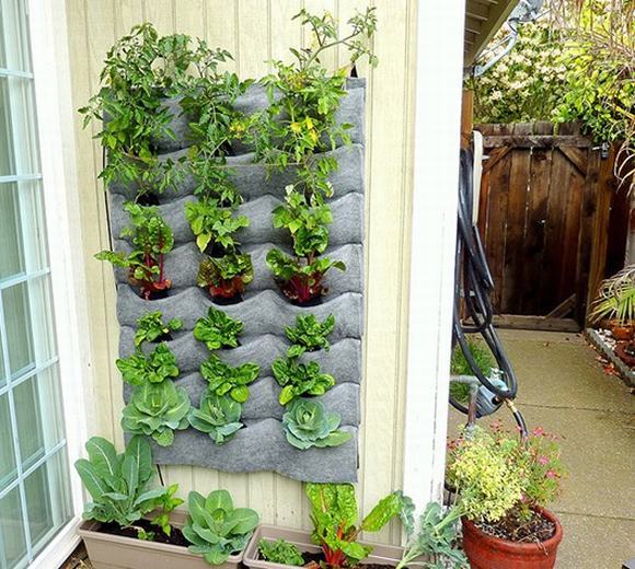 Vườn túi trồng rau và cây gia vị