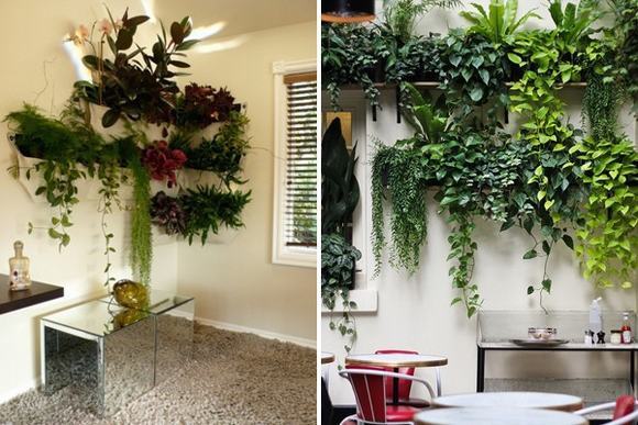 Cây rủ trên kệ đầy ấn tượng và đẹp mắt