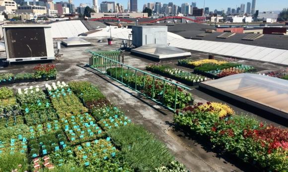 Sân thượng được mở rộng để trồng thêm cây xanh