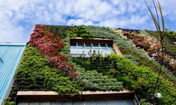 Không chỉ đẹp mắt, bức tường cây còn có 