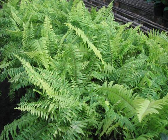 Cây dương xỉ Mỹ