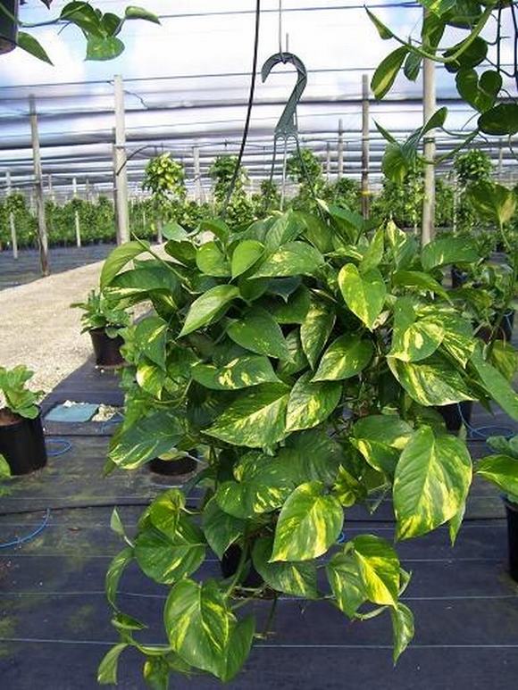 Cây vạn niên thanh