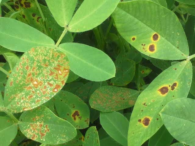 Top những bệnh thường gặp ở cây trồng trong sân vườn