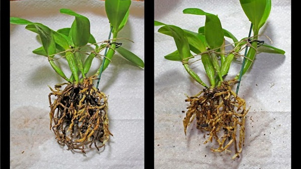 Top những bệnh thường gặp ở cây trồng trong sân vườn