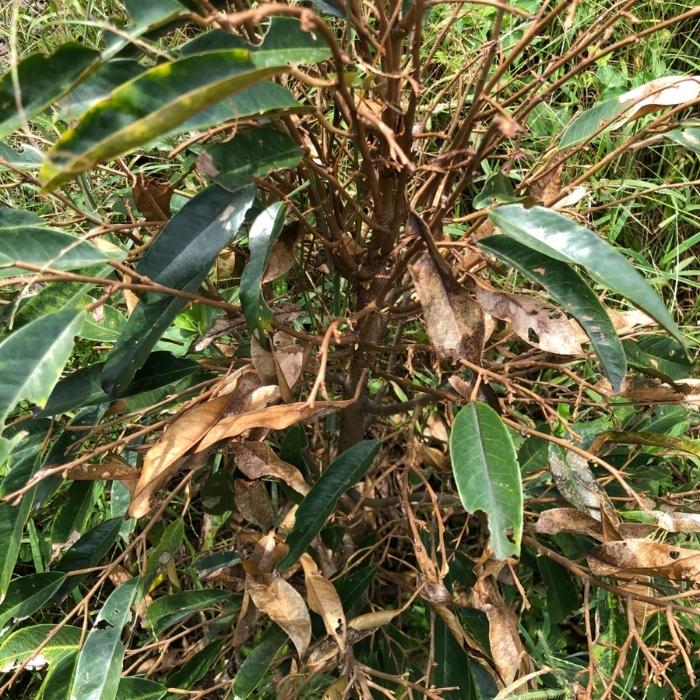 Top những bệnh thường gặp ở cây trồng trong sân vườn