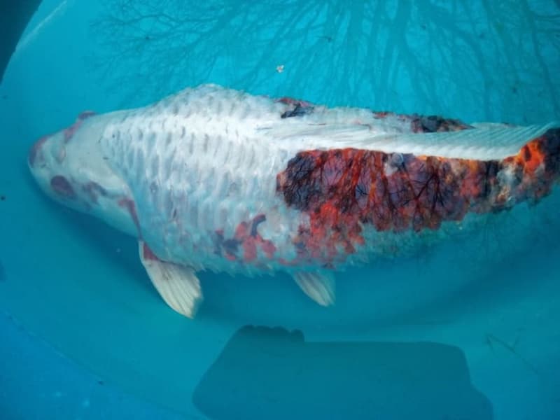 Bệnh tróc vảy ở cá Koi