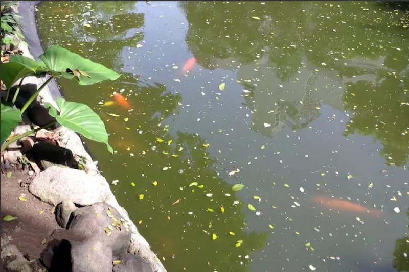 Bệnh tróc vảy ở cá Koi