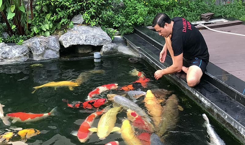 Bệnh tróc vảy ở cá Koi