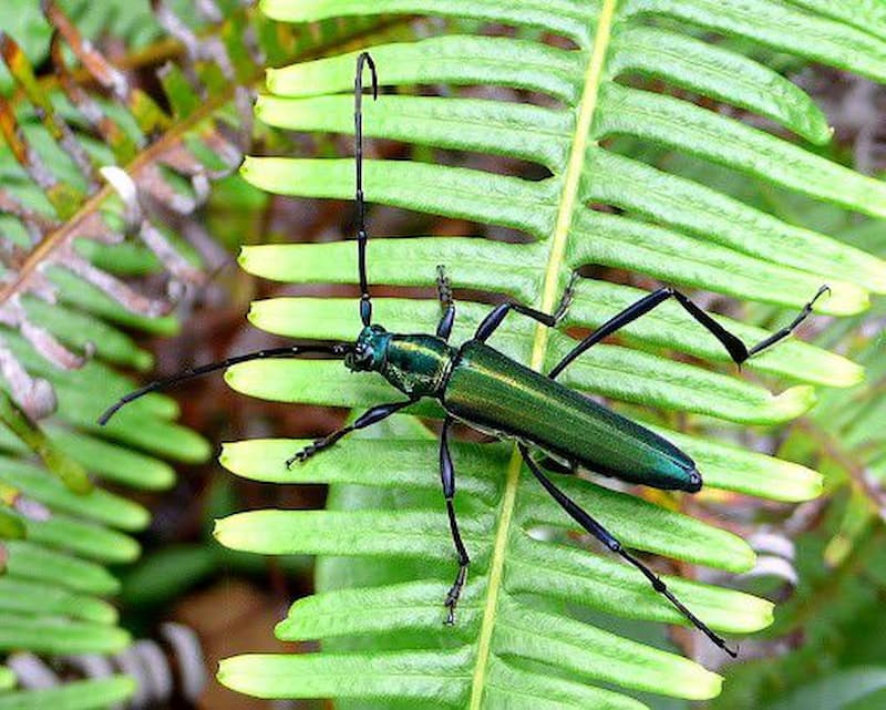 3+ loại sâu gây hại cho cây cần phòng tránh