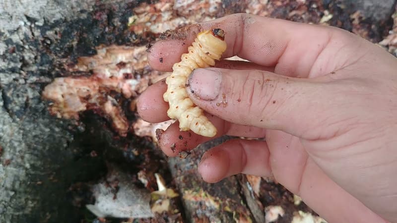 3+ loại sâu gây hại cho cây cần phòng tránh