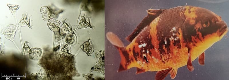 Bệnh tróc vảy ở cá Koi