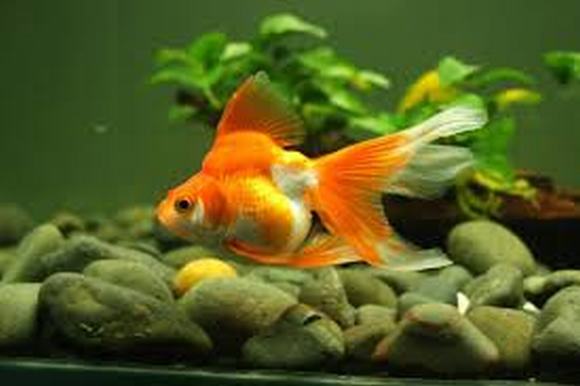 cá vàng cá vàng