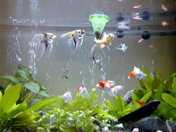 cá ngũ sắc thần tiên cá ngũ sắc thần tiên