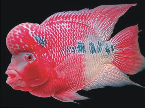 cá la hán cá la hán