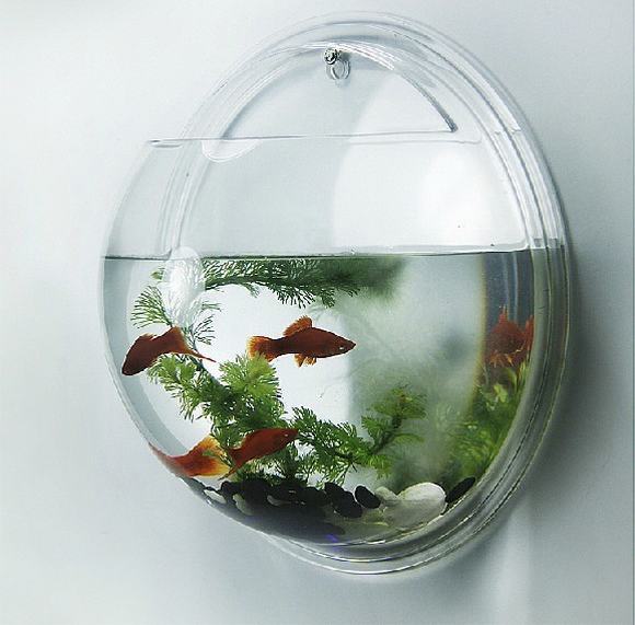 cá cảnh cá cảnh