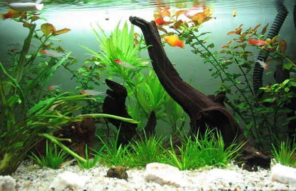 sỏi nền cho bể cá cảnh sỏi nền cho bể cá cảnh