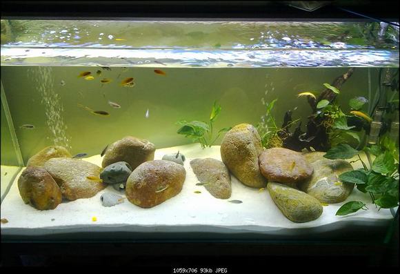 Sỏi nền cho bể cá cảnh Sỏi nền cho bể cá cảnh