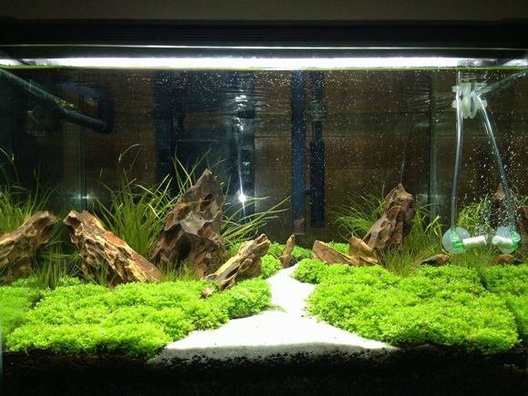 Nền bể cá cảnh