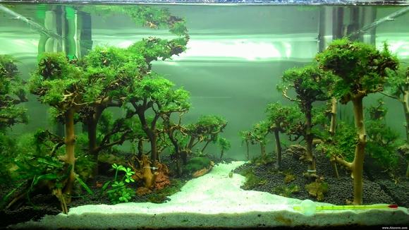 Nền bể cá cảnh