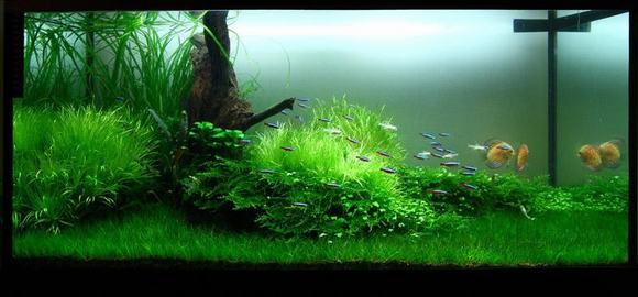 Bể cá thủy sinh
