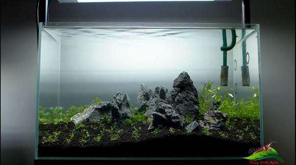 Cây trong hồ cá thủy sinh