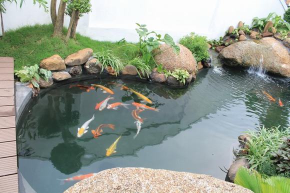 Vệ sinh định kì để nước hồ cá koi luôn trong Vệ sinh định kì để nước hồ cá koi luôn trong