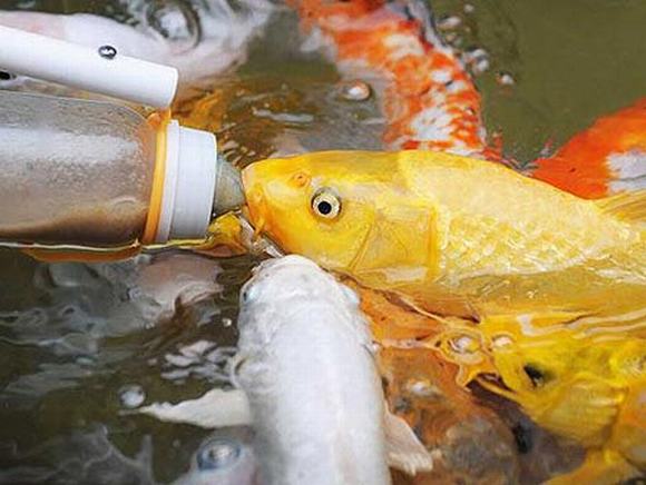 Cá Koi thân thiện như một đứa trẻ Cá Koi thân thiện như một đứa trẻ