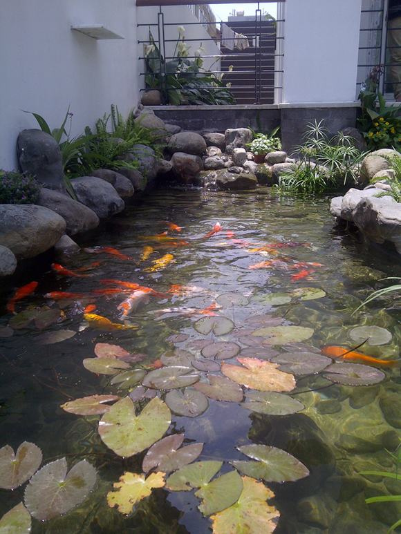 Lựa chọn số lượng cá phù hợp trong hồ