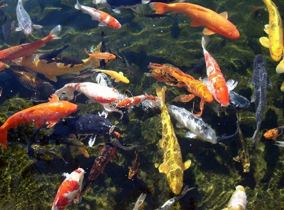 Vệ sinh để đảm bảo nguồn nước luôn trong sạch