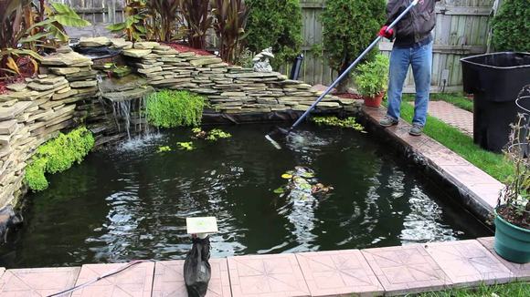 Chăm sóc hồ cá Koi giúp cá có môi trường sống tốt nhất Chăm sóc hồ cá Koi giúp cá có môi trường sống tốt nhất