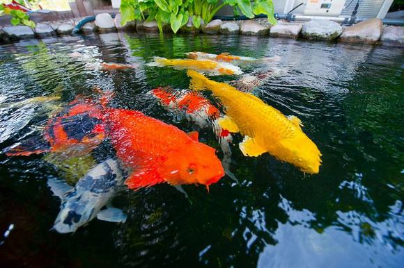 Vệ sinh hồ cá Koi giúp môi trường sống của cá luôn lý tưởng