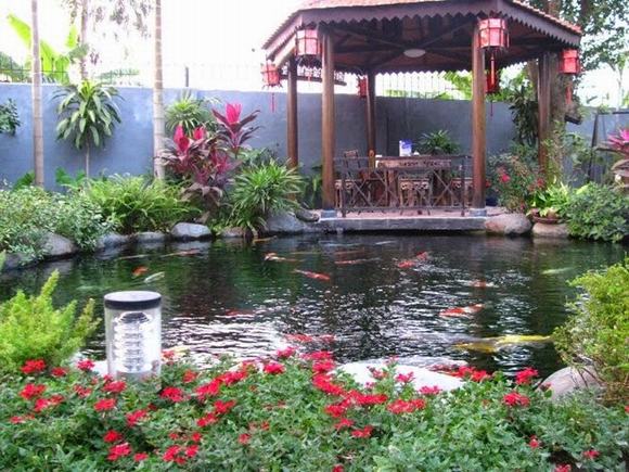 Lựa chọn không gian phù hợp thi công hồ cá Koi Lựa chọn không gian phù hợp thi công hồ cá Koi