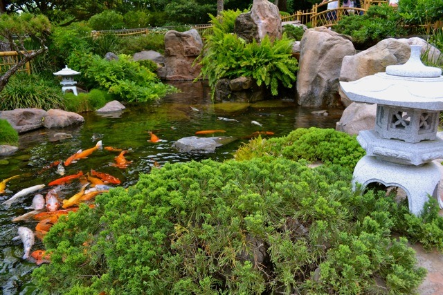 Hồ cá Koi Nhật
