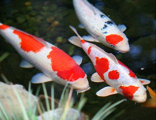 Những bệnh thường gặp ở hồ bể cá Koi Nhật