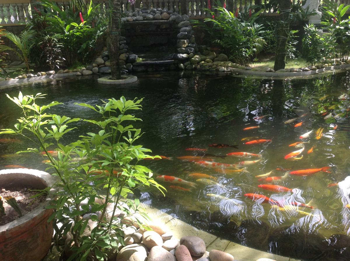 Yếu tố cơ bản để thi công hồ cá koi chất lượng