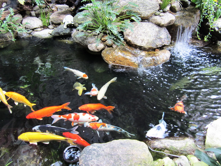 Thiết kế 3D thi công hồ cá koi đảm bảo