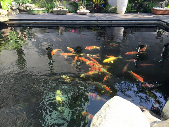 ho-ca-koi-tren-san-thuong-2